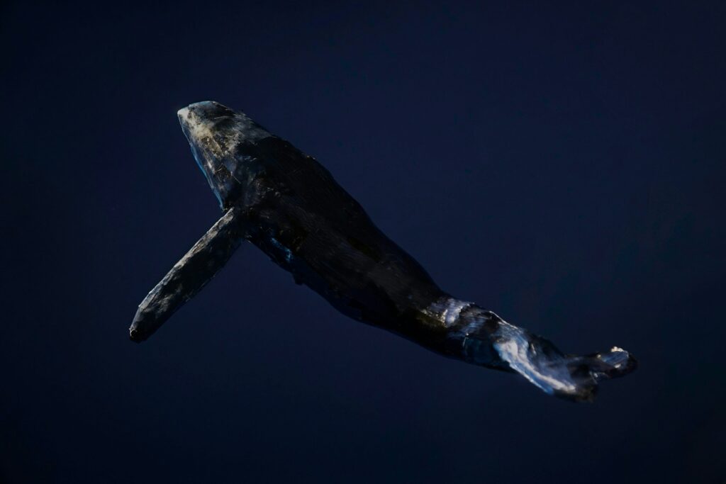 Door Whale sells ,000 BTC, while the Bitcoin Bulls are still in control