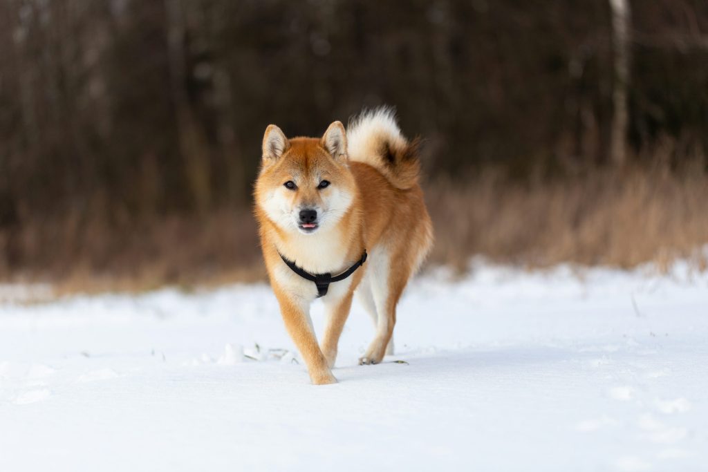 Dogecoin RSI returns to pre-launch levels, analysts say next big rally is near