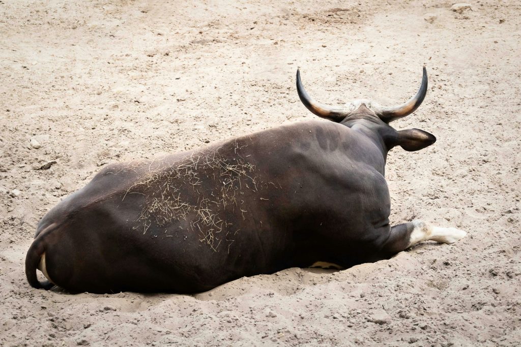 Bitcoin bulls pile up as whales and sharks buy the bullshit Bitcoin bulls pile up as whales and sharks buy the bullshit